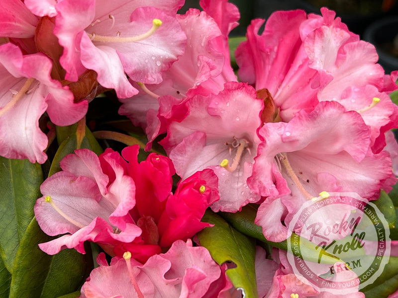 Pink Pinwheels plant from Rocky Knoll Farm