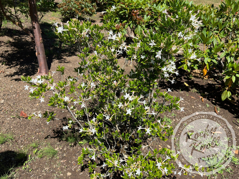 R. viscosum 'Swamp Azalea' plant from Rocky Knoll Farm