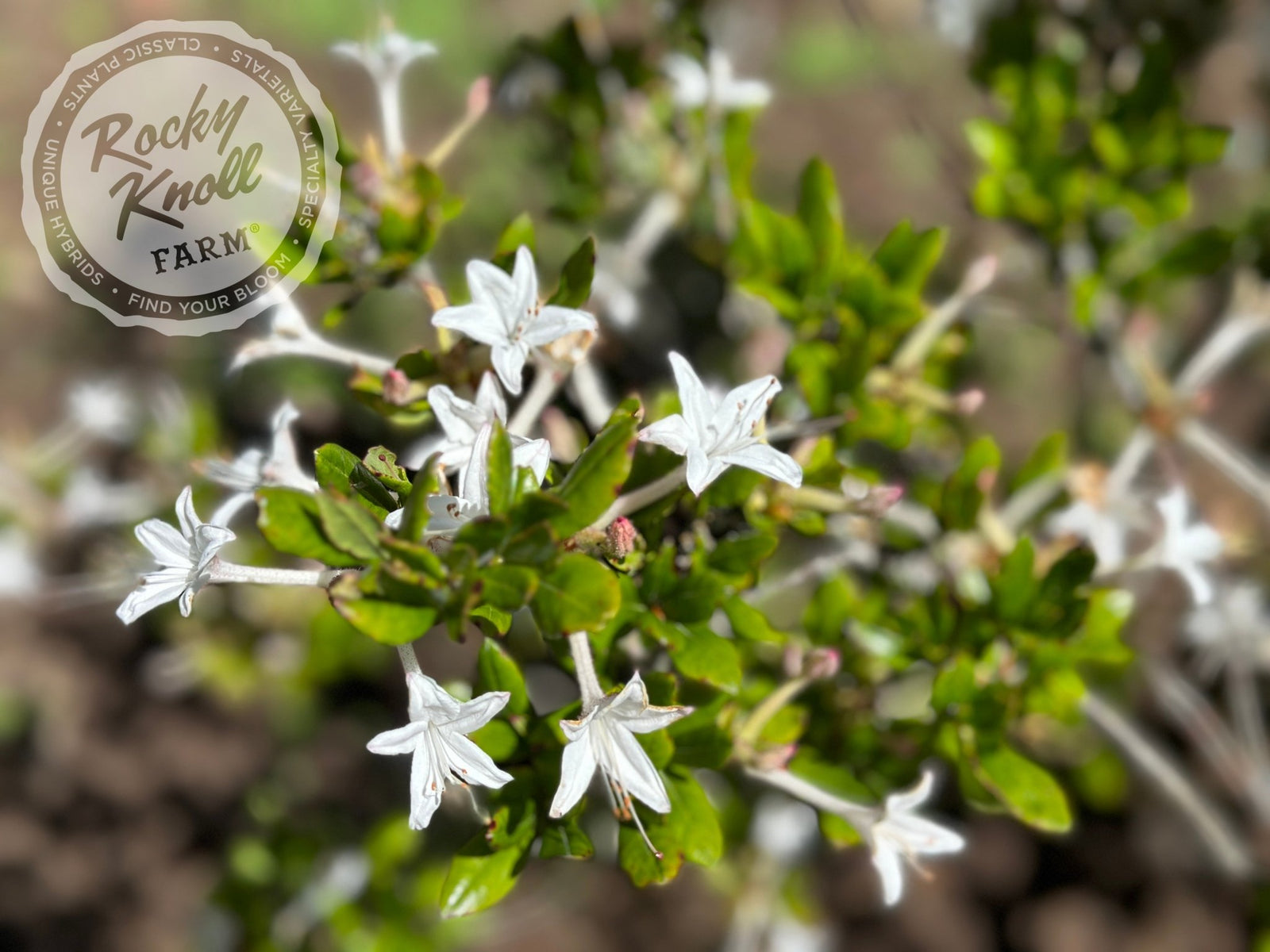 R. viscosum 'Swamp Azalea' - Rocky Knoll Farm