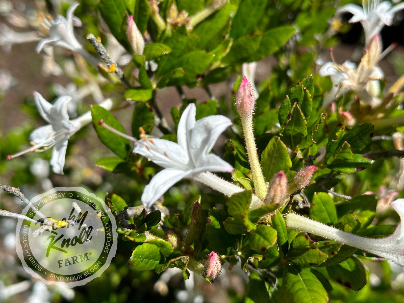 R. viscosum 'Swamp Azalea' - Rocky Knoll Farm