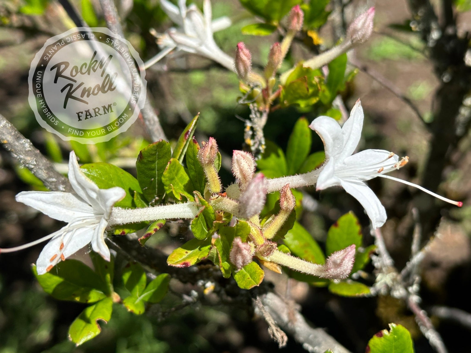 R. viscosum 'Swamp Azalea' - Rocky Knoll Farm