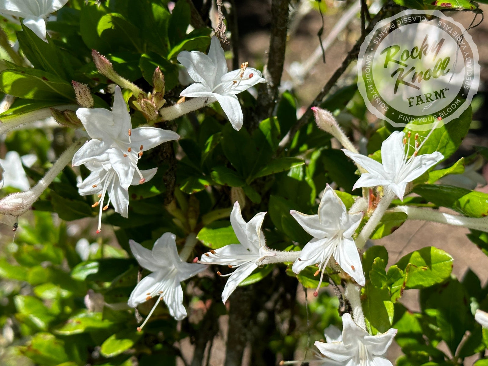 R. viscosum 'Swamp Azalea' - Rocky Knoll Farm