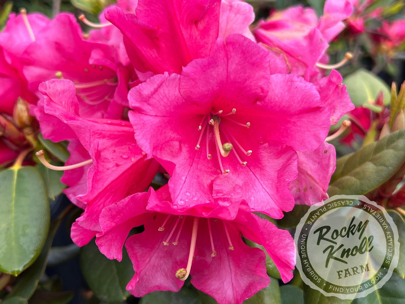 April Glow plant from Rocky Knoll Farm