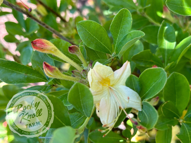 Weston's Lemon Drop plant from Rocky Knoll Farm
