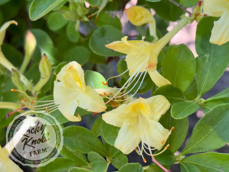 Weston's Lemon Drop plant from Rocky Knoll Farm