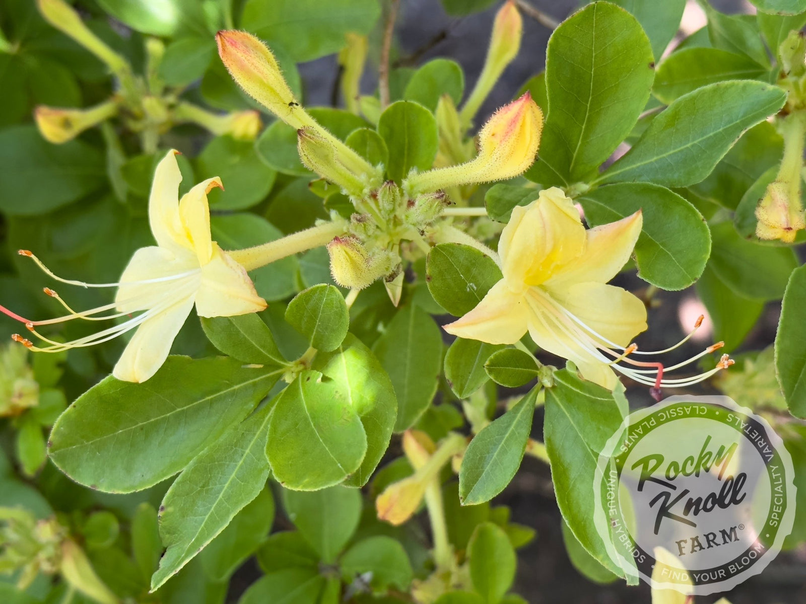 Weston's Lemon Drop - Rocky Knoll Farm