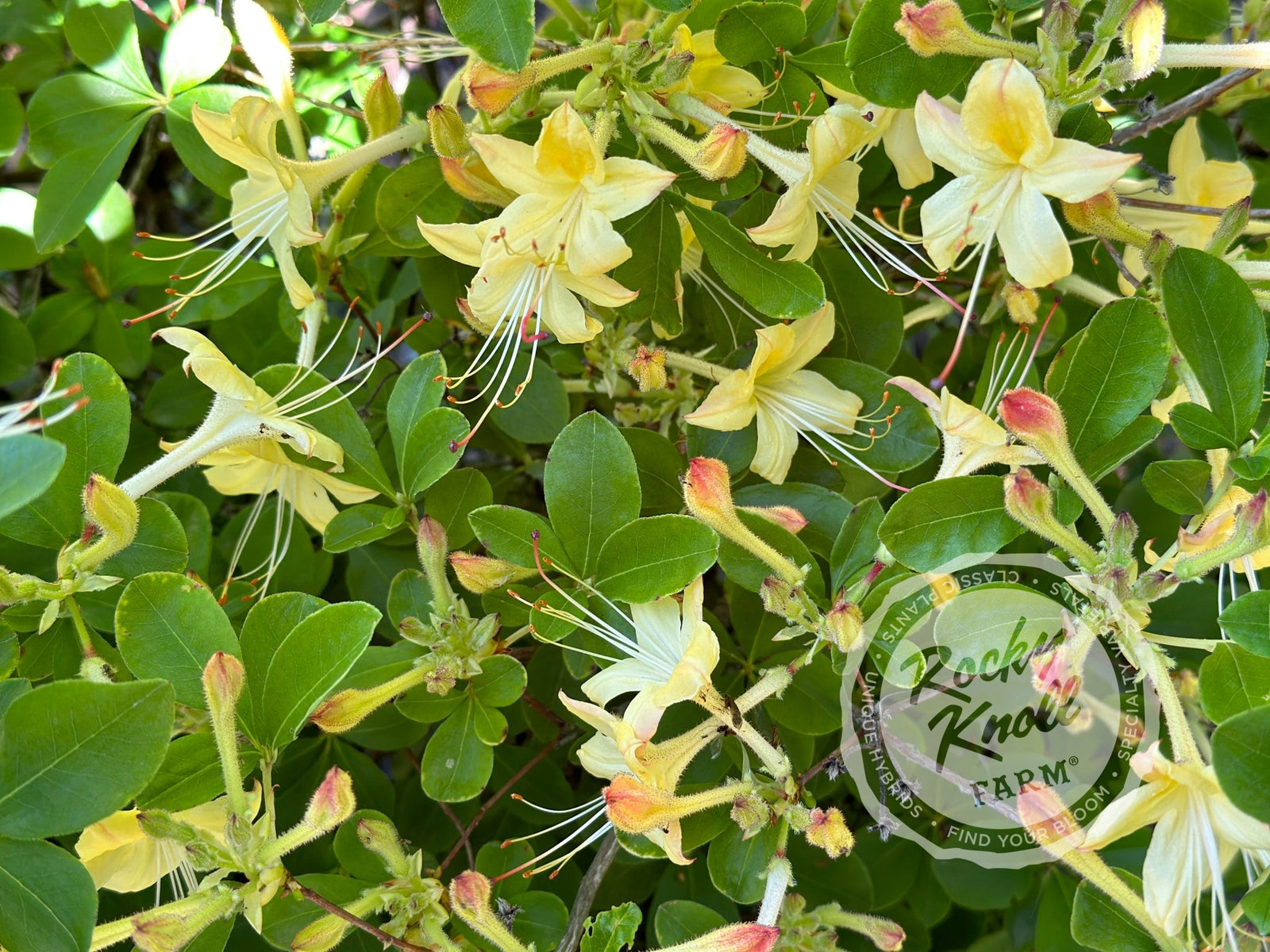 lemon drop rhododendron Weston's Lemon Drop