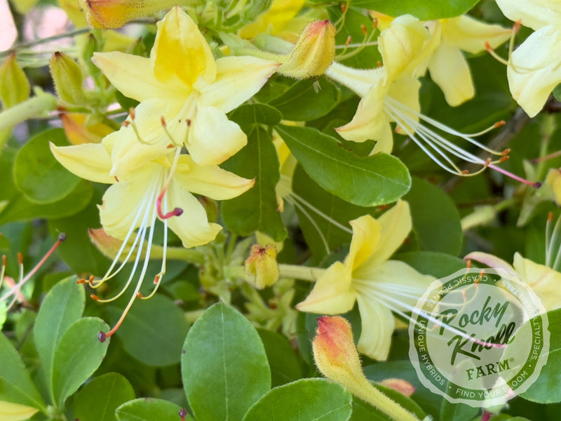 Weston's Lemon Drop plant from Rocky Knoll Farm