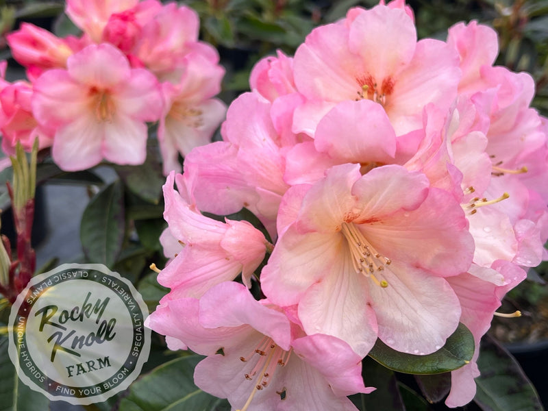 Nadia plant from Rocky Knoll Farm