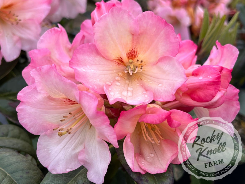 Nadia plant from Rocky Knoll Farm