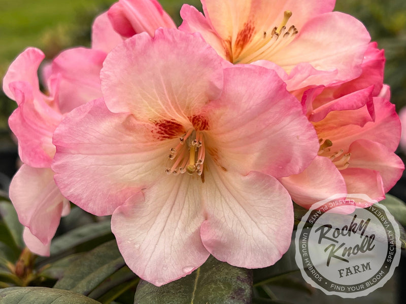 Nadia plant from Rocky Knoll Farm