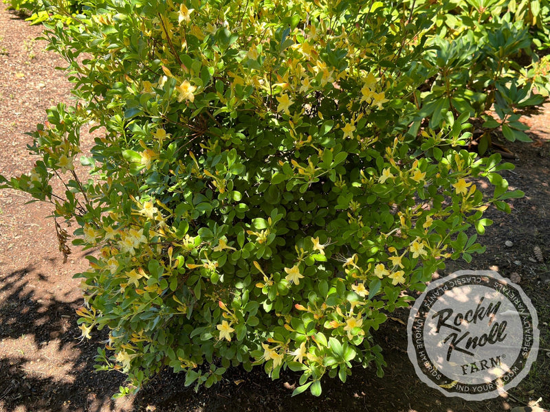 Weston's Lemon Drop plant from Rocky Knoll Farm