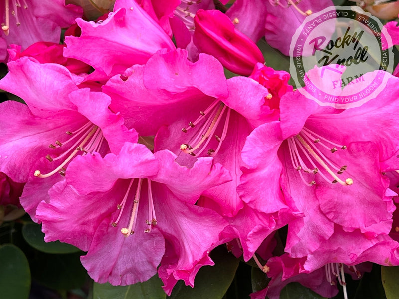 Karin plant from Rocky Knoll Farm