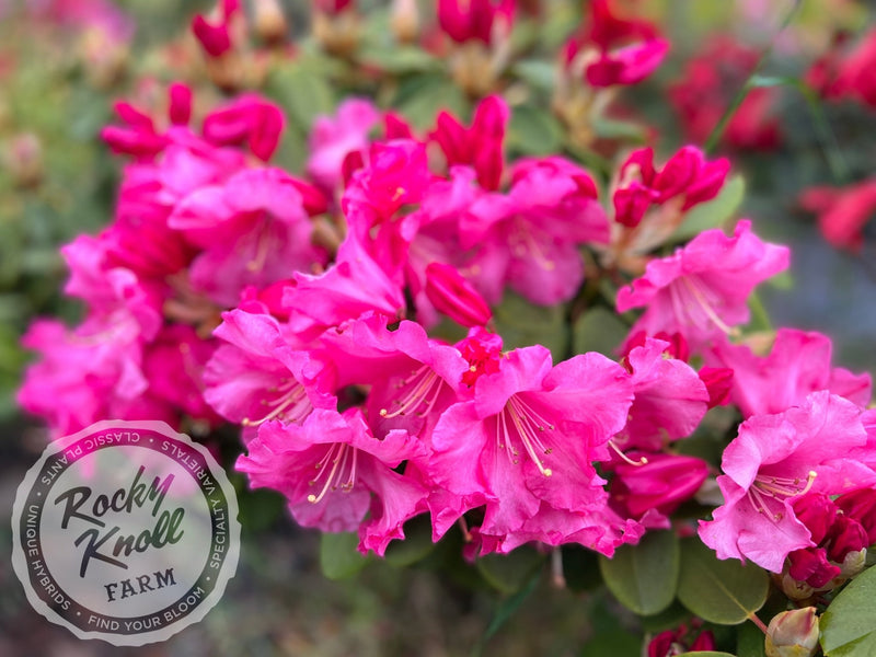 Karin plant from Rocky Knoll Farm