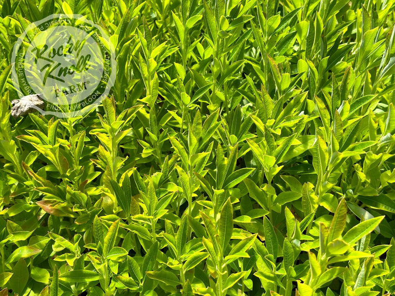 Northern Hi-Lights plant from Rocky Knoll Farm