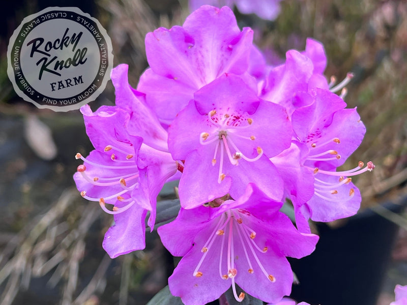 R. oreotrephes plant from Rocky Knoll Farm