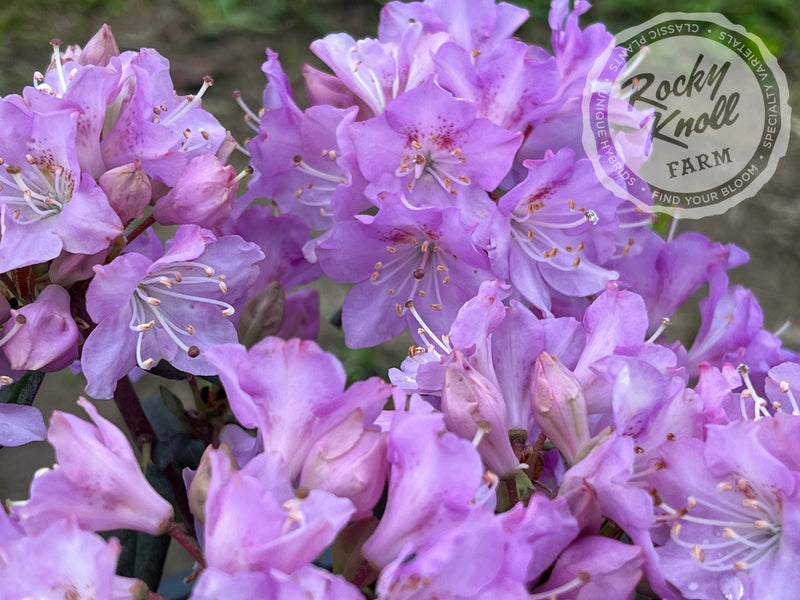 R. oreotrephes plant from Rocky Knoll Farm