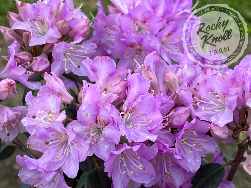 R. oreotrephes plant from Rocky Knoll Farm