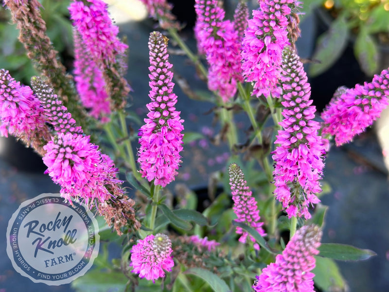 Veronica spicata 'Pink Candles' plant from Rocky Knoll Farm