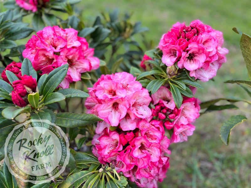 Bodacious plant from Rocky Knoll Farm