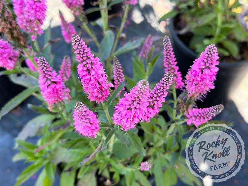 Veronica spicata 'Pink Candles' plant from Rocky Knoll Farm