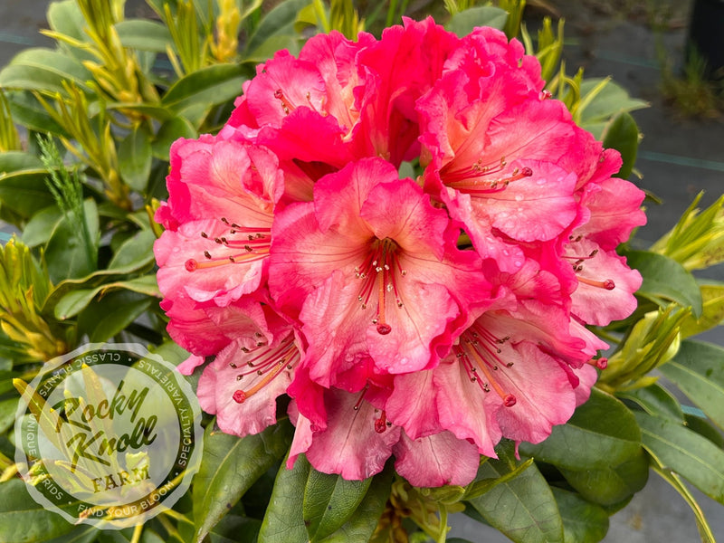 Bodacious plant from Rocky Knoll Farm