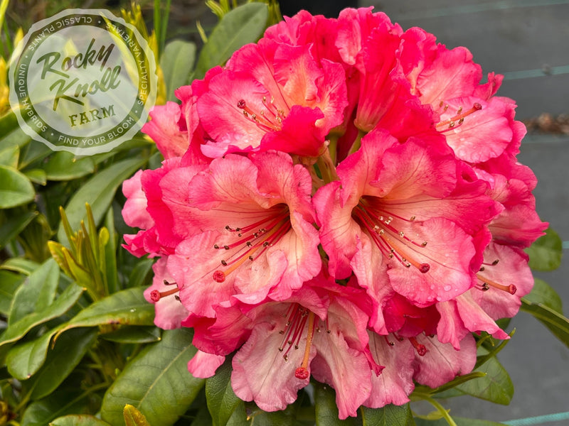 Bodacious plant from Rocky Knoll Farm