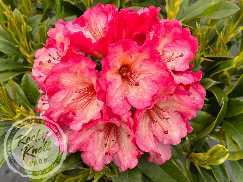 Bodacious plant from Rocky Knoll Farm