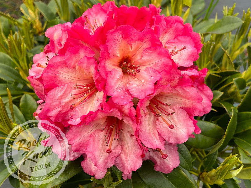Bodacious plant from Rocky Knoll Farm