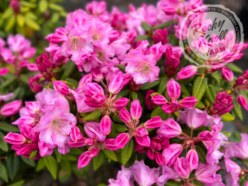 Compacta plant from Rocky Knoll Farm