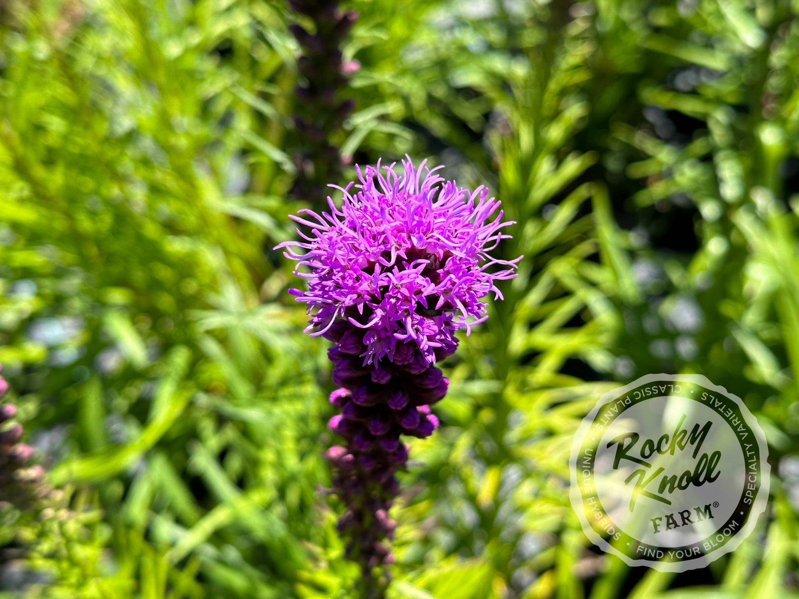 Liatris spicata 'Kobold' - Rocky Knoll Farm