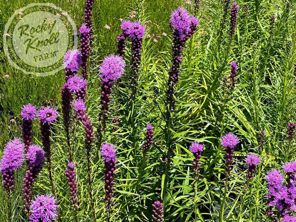 Rocky Knoll Farm Liatris spicata