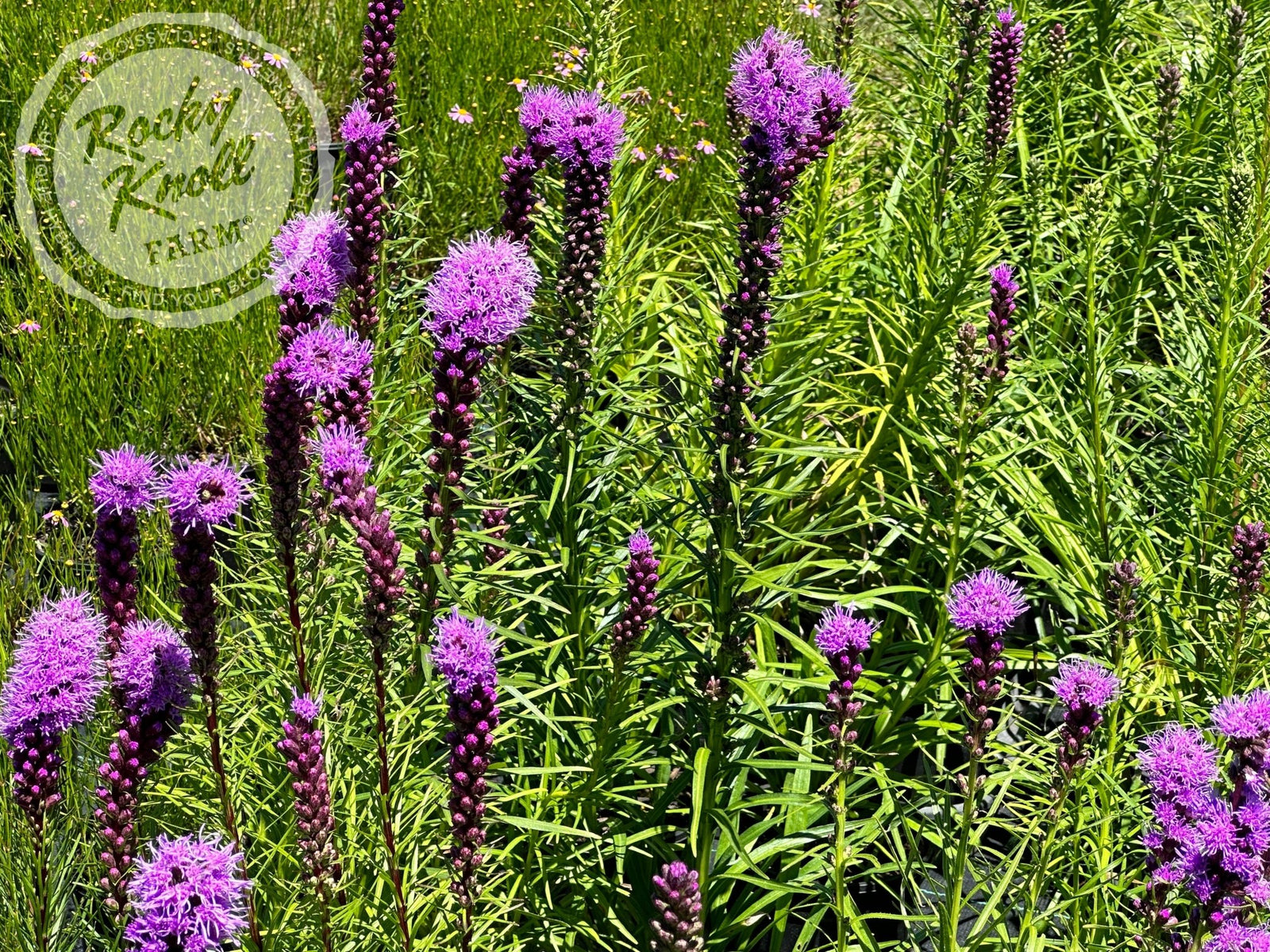 Liatris spicata 'Kobold' - Rocky Knoll Farm