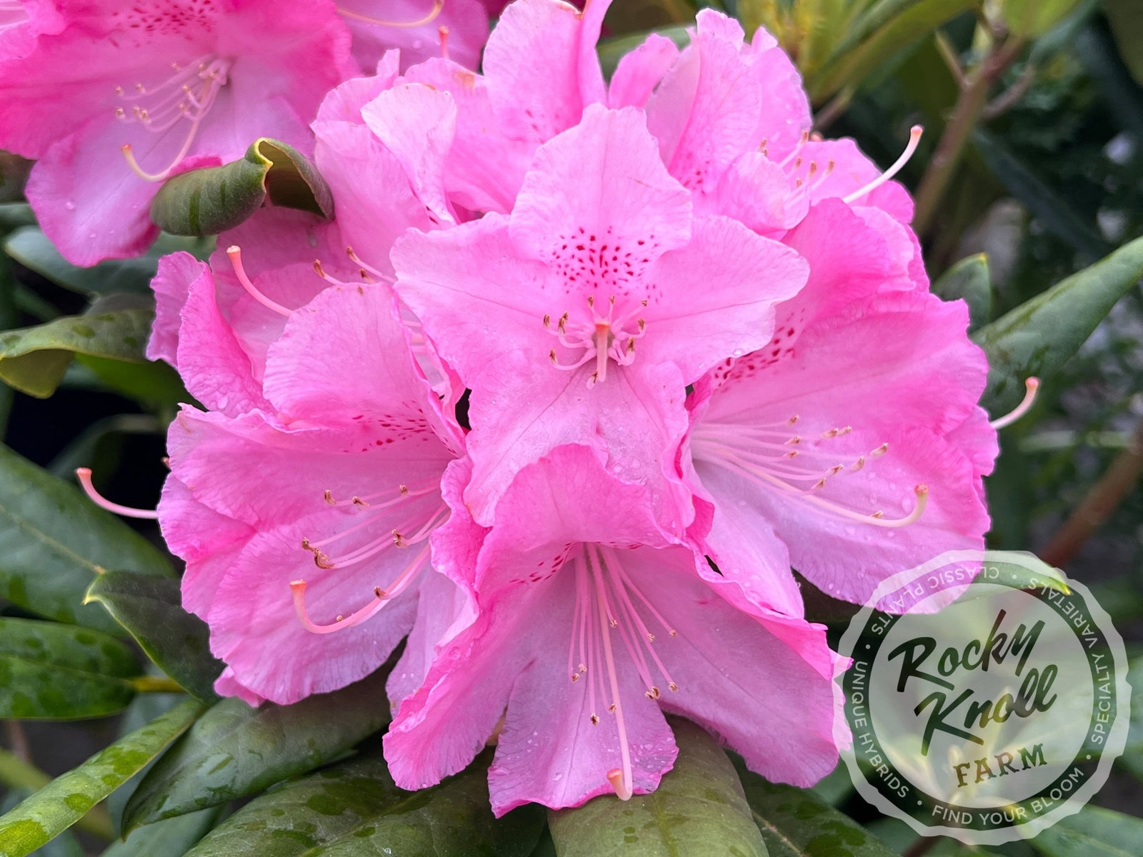 Peppermint Twist - Rocky Knoll Farm