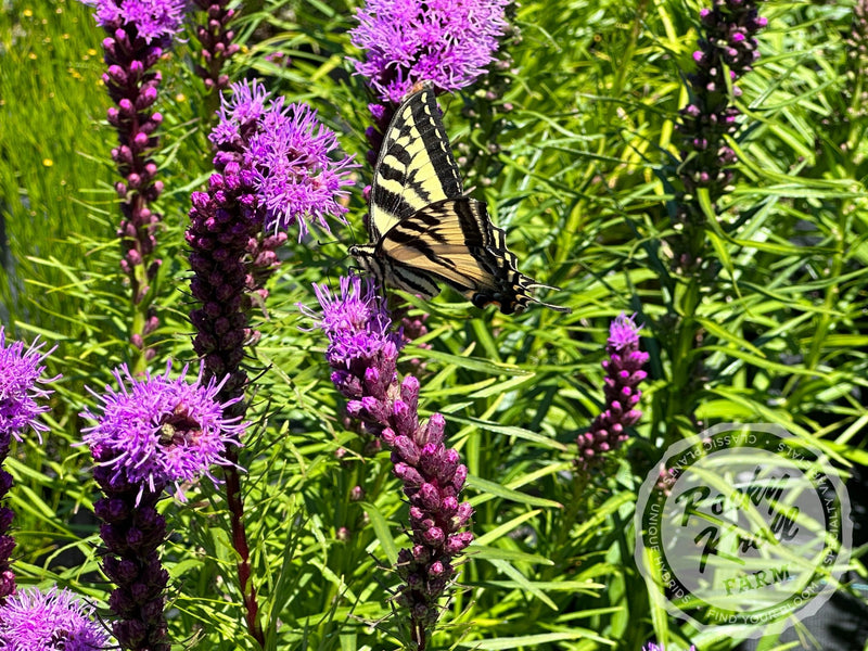 Liatris spicata 'Kobold' plant from Rocky Knoll Farm