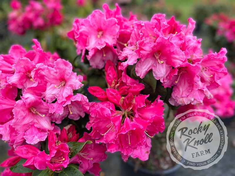 Lee’s Scarlet plant from Rocky Knoll Farm