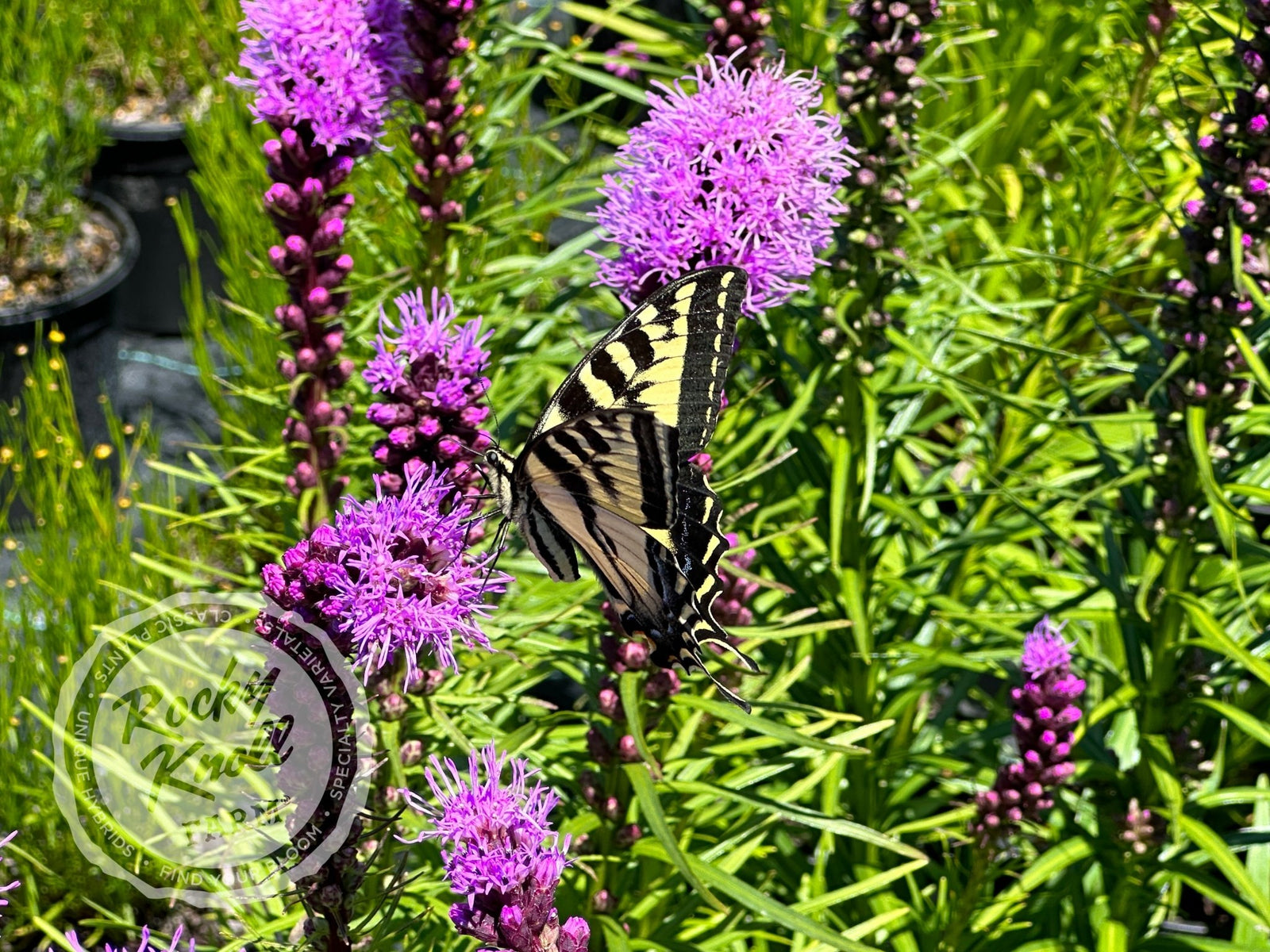 IMG_1699-900488_1600x.jpg?v=