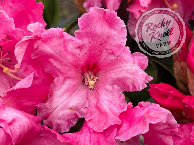 Lee’s Scarlet plant from Rocky Knoll Farm
