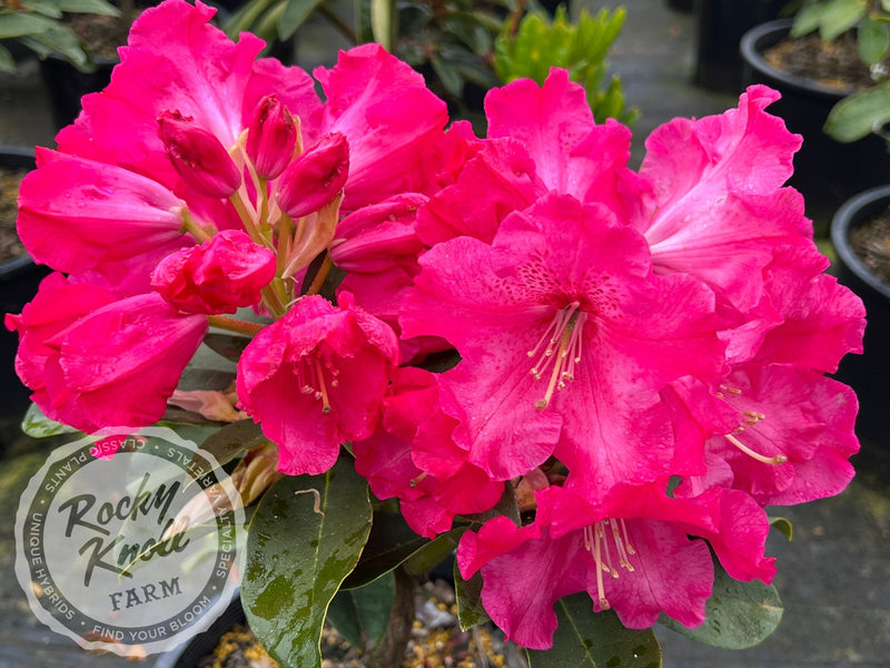 Elby plant from Rocky Knoll Farm