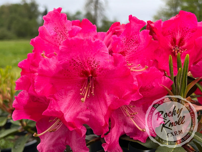 Elby plant from Rocky Knoll Farm