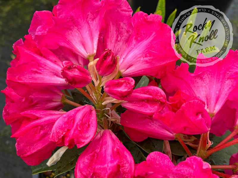 Elby plant from Rocky Knoll Farm