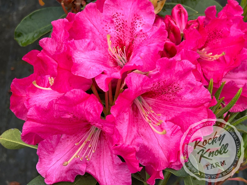 Elby plant from Rocky Knoll Farm