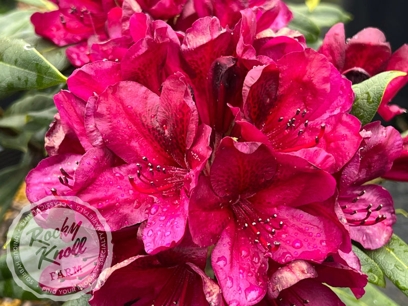 Black Sport plant from Rocky Knoll Farm