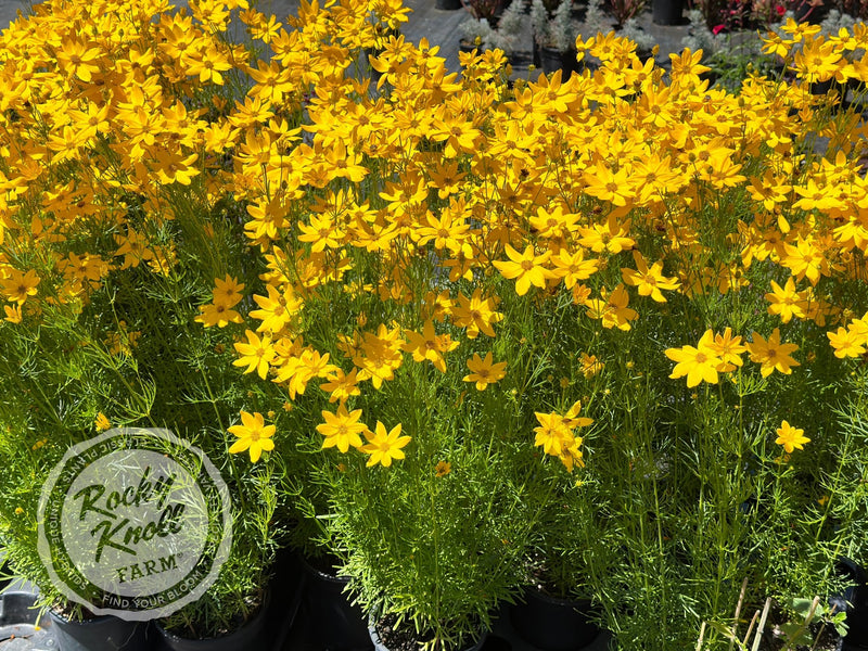 Coreopsis verticillata Zagreb (Threadleaf) plant from Rocky Knoll Farm