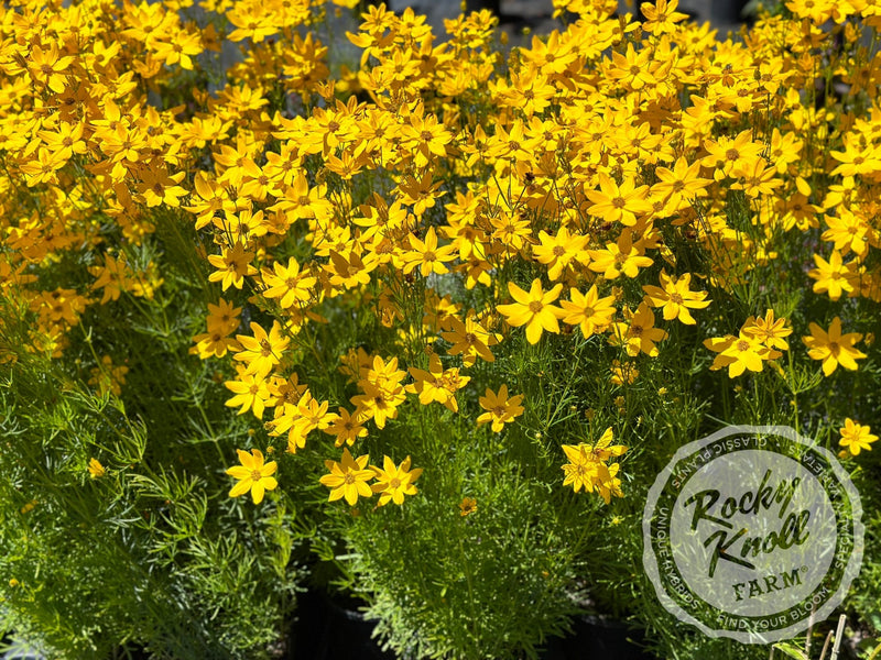 Coreopsis verticillata Zagreb (Threadleaf) plant from Rocky Knoll Farm