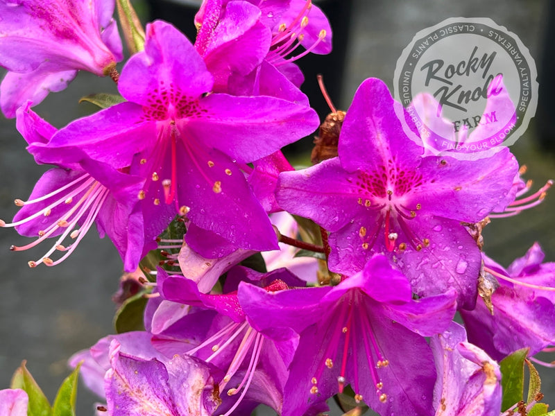 R. augustinii plant from Rocky Knoll Farm