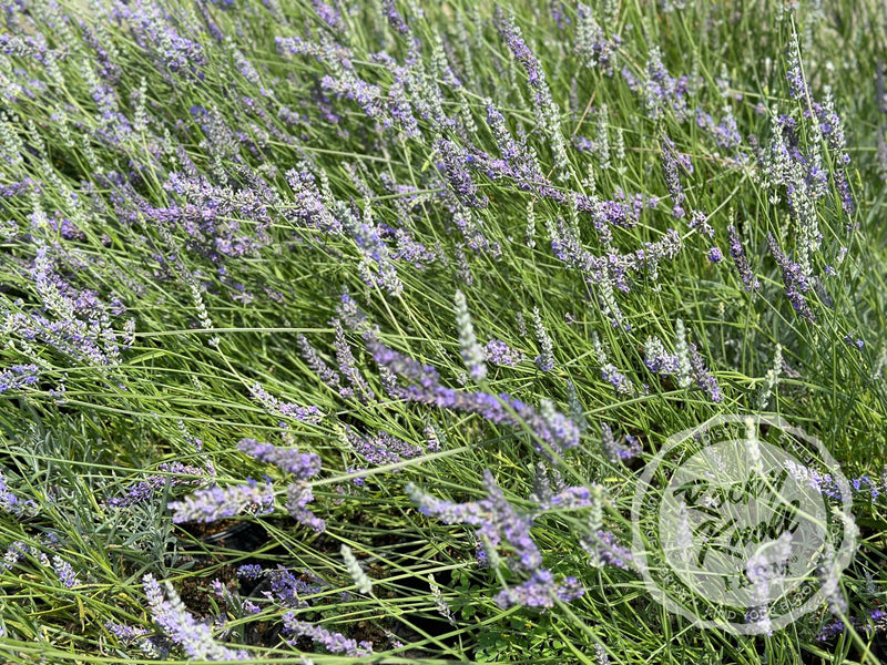 lavender grosso plug plants Grosso Lavender (Lavandula x intermedia)