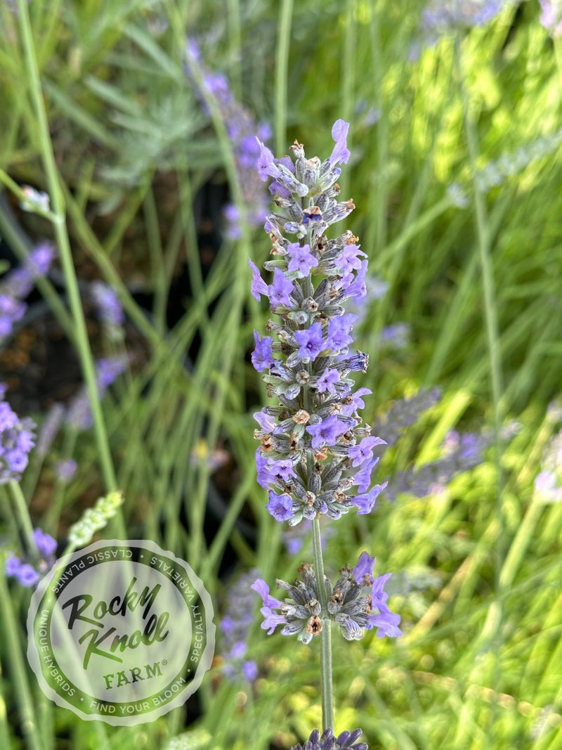 Grosso Lavender (Lavandula x intermedia) plant from Rocky Knoll Farm