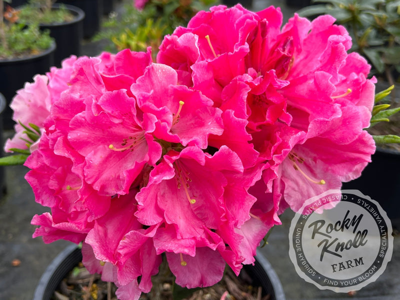 Hallelujah plant from Rocky Knoll Farm