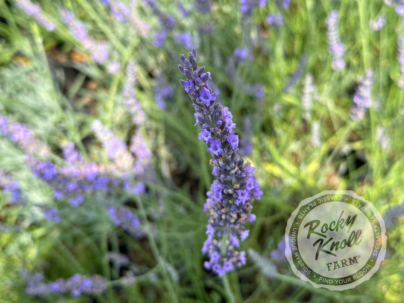 Grosso Lavender (Lavandula x intermedia) plant from Rocky Knoll Farm